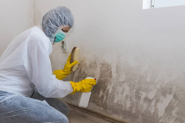 Best Toxic Mold Removal  in Fort Lewis, WA