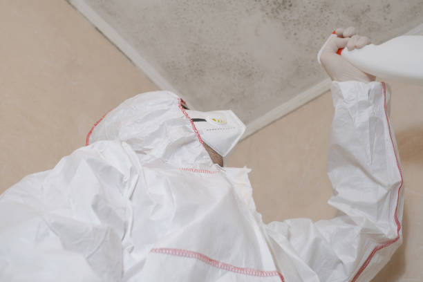 Mold Removal Process in Fort Lewis, WA