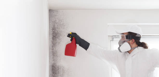 Best Black Mold Removal  in Fort Lewis, WA