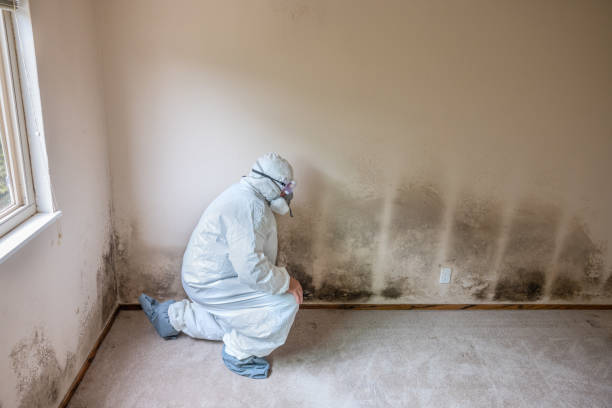 Best Same-Day Mold Removal  in Fort Lewis, WA