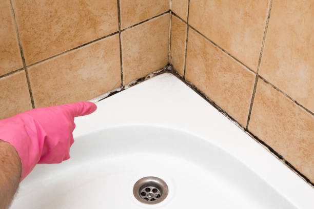 Best Toxic Mold Removal  in Fort Lewis, WA